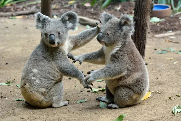 Photo of Two koalas sitting on the ground