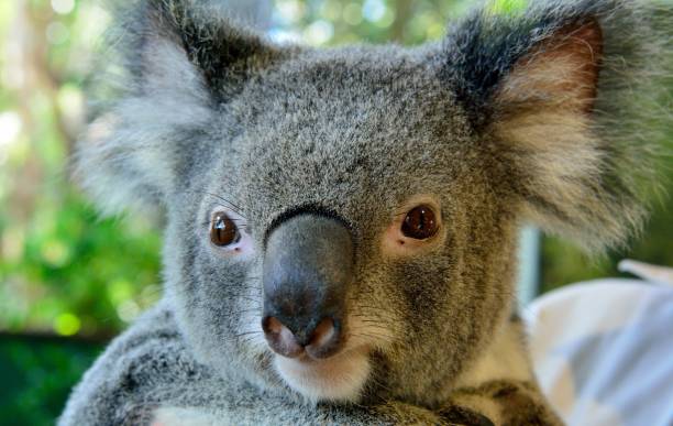 istock Portrait of koala 937217914
