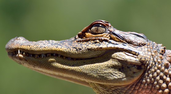 Close-up of head of freshwater crocodile (Crocodylus johnsoni).