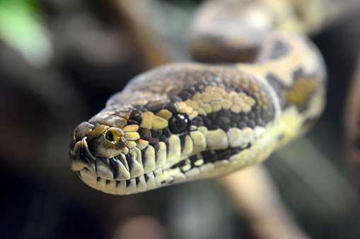 Head of Darwin Carpet Python (Morelia spilota variegata)