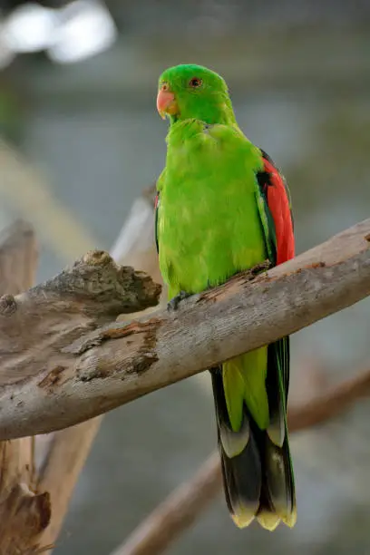 Female Australian king parrot (Alisterus scapularis)