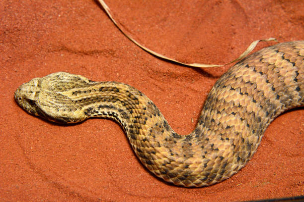 Common death adder (Acanthophis antarcticus) Common death adder (Acanthophis antarcticus) is a highly venomous elapids found in Australia and New Guinea. downunder stock pictures, royalty-free photos & images