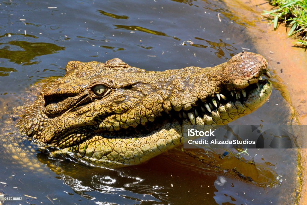 Saltwater crocodile (Crocodylus porosus) Head of saltwater crocodile (Crocodylus porosus), out of water. Aggression Stock Photo