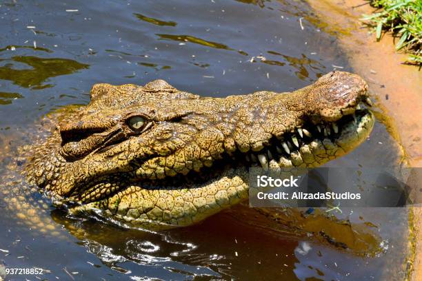 Saltwater Crocodile Stock Photo - Download Image Now - Aggression, Animal, Animal Body Part