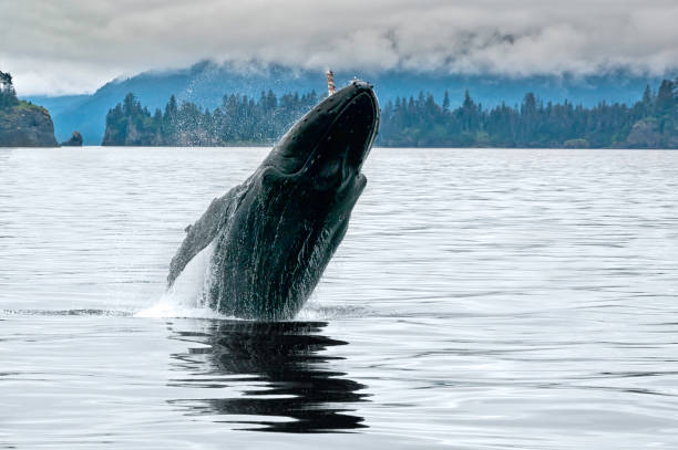 istock Big whale breaching in the Alaskan ocean 937221910