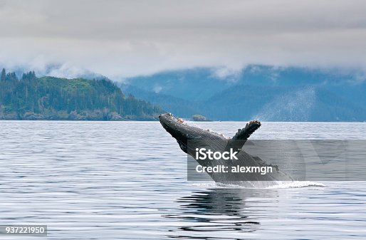 istock Breaching whale in the Alaskan sea 937221950