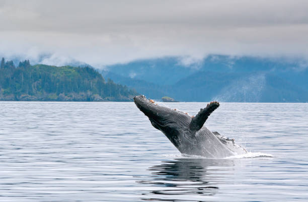 Breaching whale in the Alaskan sea A whale breaching in the Alaskan ocean with water splash near Seward whaling stock pictures, royalty-free photos & images