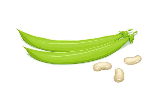 Vector illustration of Bean and pods