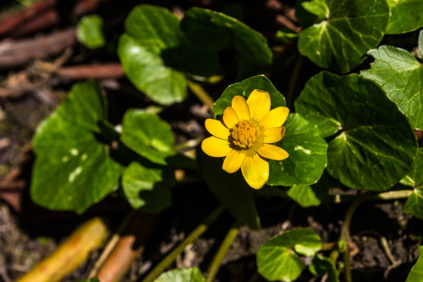 istock The first spring flowers in the garden 937225778