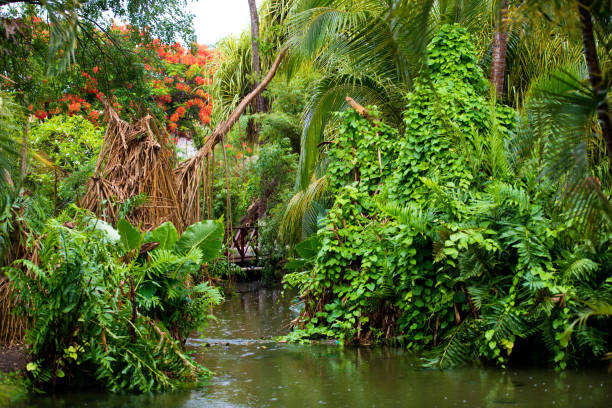 istock Rain in the tropics. Beautiful thickets and a river 937226012