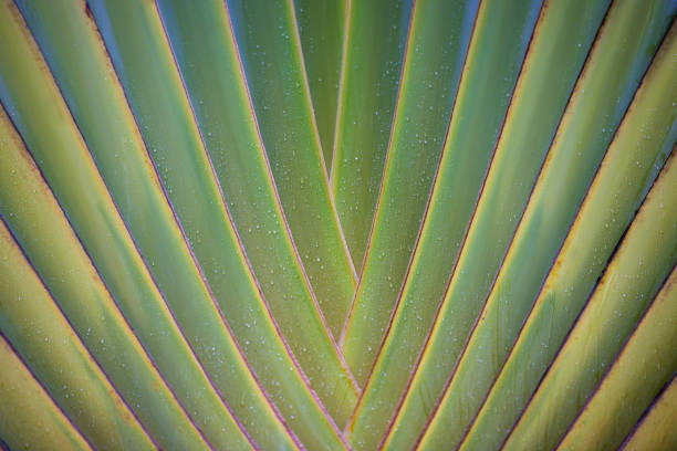 tropical leaf texture, large palm foliage nature green background stock photo