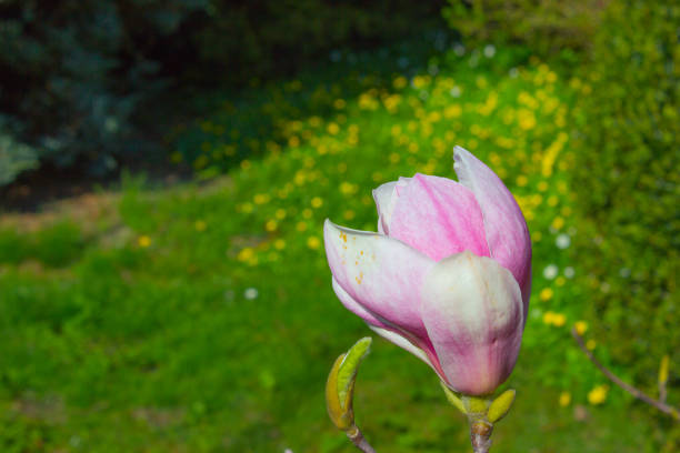 In the foreground is the first flower of magnolia, in the background is green garden