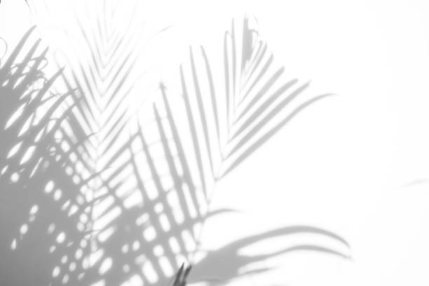 istock abstract background of shadows palm leaves on a white wall. White and Black 937233076