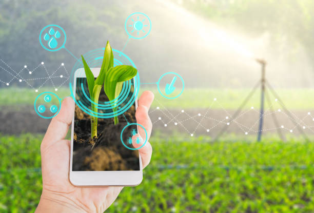 crecimiento joven plántula de maíz en un smartphone móvil en mano con conceptos de tecnología digital de la agricultura moderna - maíz alimento fotos fotografías e imágenes de stock
