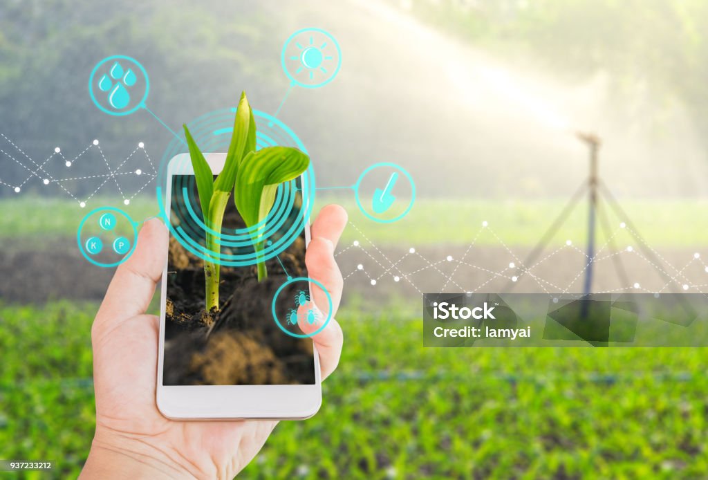 Growing young maize seedling in a mobile smartphone on hand with modern agriculture digital technology concepts Agriculture Stock Photo