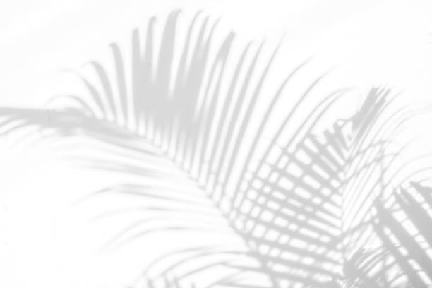 istock abstract background of shadows palm leaves on a white wall. White and Black 937233222
