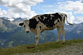 bovini-al-pascolo-nelle-alpi-austriache.jpg?b=1&s=170x170&k=20&c=3QEvjTRVHxIauUea9TyFL25vBmrqBKsd_QrExcPT04k=