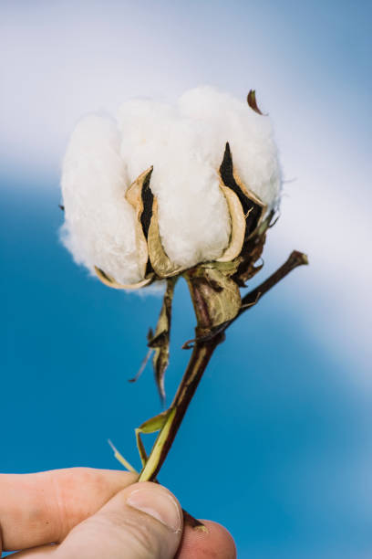 istock Cotton field in the countryside. 937237198
