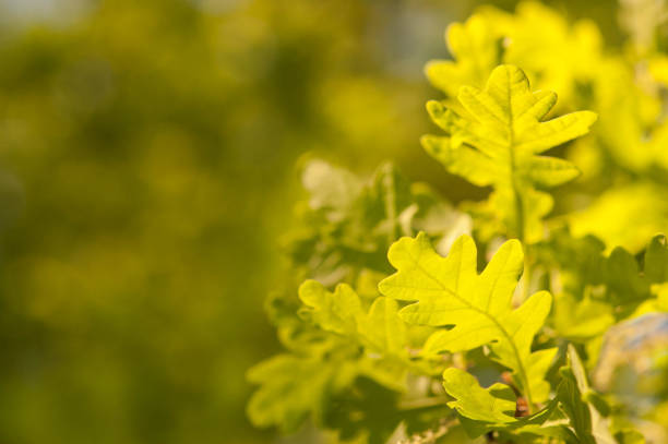 istock New green leaves on a tree in nature 937237304