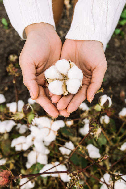 istock Cotton field in the countryside. 937237460