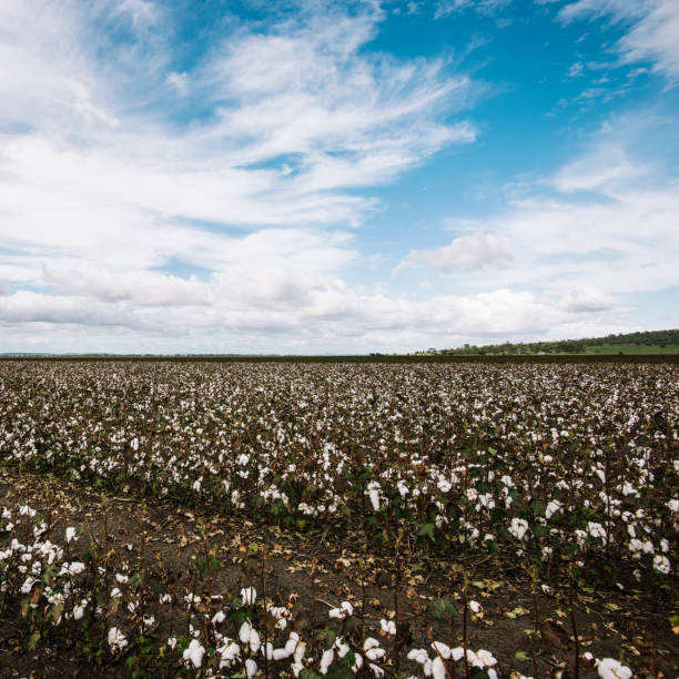 istock Cotton field in the countryside. 937237796