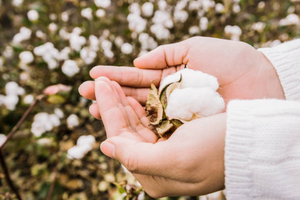 istock Cotton field in the countryside. 937237962