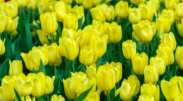 istock Tulips bloom in the spring sunshine 937244442