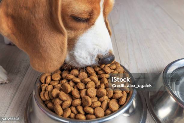 Theme Of Dogs Feed Stock Photo - Download Image Now - Dog, Eating, Feeding