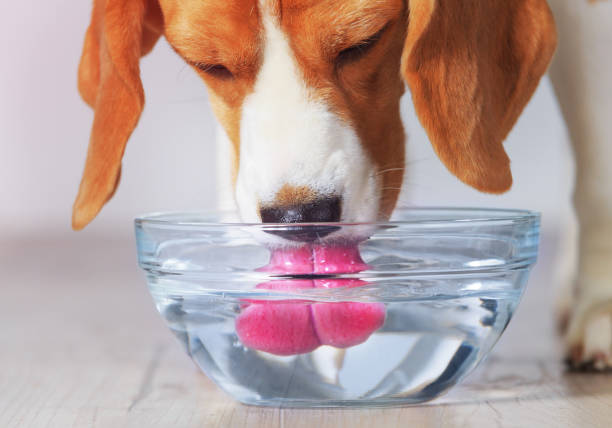 Beagle dog drinking Beagle dog drinking from transparent bowl closeup view. Dog quenches thirst after training. blue beagle stock pictures, royalty-free photos & images