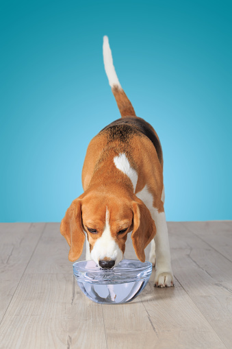 Beagle dog drinking water on blue wall background