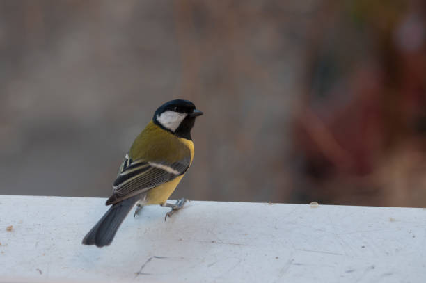 istock fluffy Great Tit on the window sill looking back for dangers 937244896