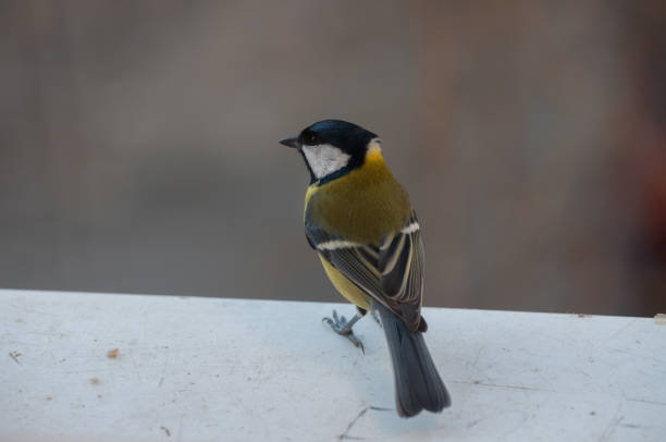 istock yellow Great Tit on the window sill waiting for seeds 937244900
