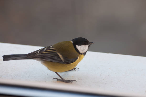 istock agile Great Tit on the window sill getting ready to fly 937244922