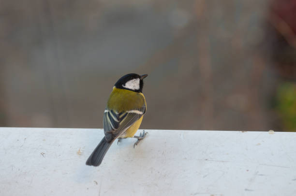 istock agile Great Tit on the window sill looking up 937244932