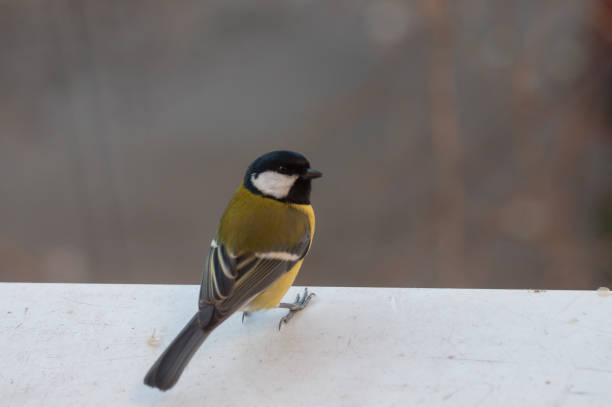 istock agile Great Tit on the window sill and looking at the camera 937244944