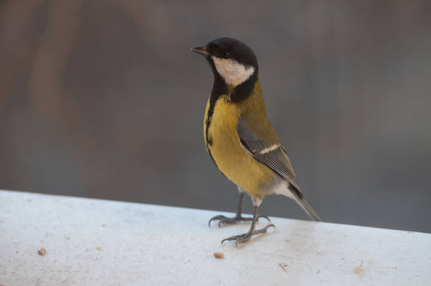 istock curious posture of a Great Tit on the window sill getting ready to fly 937244948