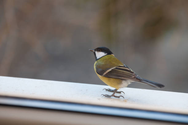 istock curious yellow Great Tit on the window sill 937245024