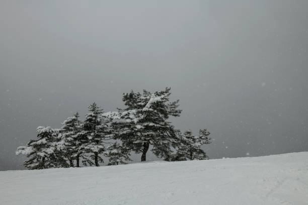 Snowy mountains with trees in Madarao, Japan