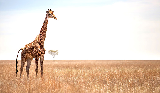 Giraffe on African landscape with Acacia tree in the background.