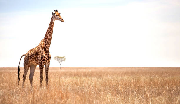Giraffe on savannah. Giraffe on African landscape with Acacia tree in the background. giraffe stock pictures, royalty-free photos & images