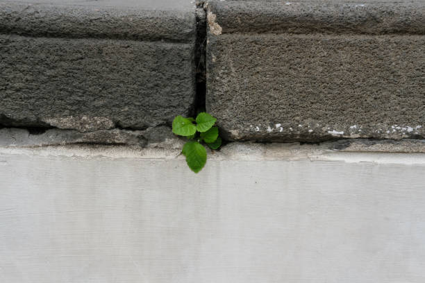 istock plant growing on concrete old stairs. hope & survival concept 937253250