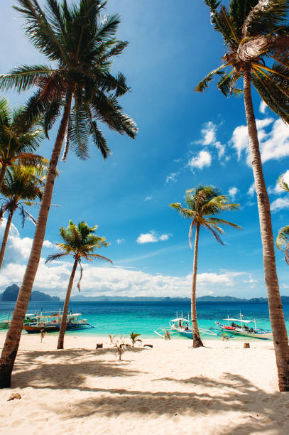 plage tropicale avec palmiers, pilippine bateaux, ciel bleu, l’eau turquoise et sable blanc. paradise. philippines, el nido, 7 plage de commandos. grand angle, vertical - palawan photos et images de collection