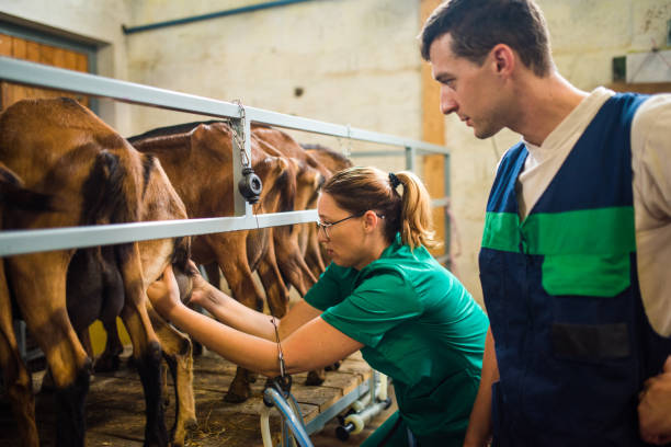 istock Veterinarians examining goat udder 937254010