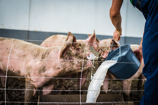 Veterinarians feeding milk to pig in farm.