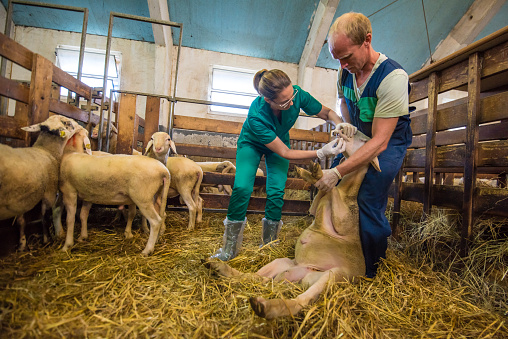 Male and female veterinarians examining sheep's teeth in barn.