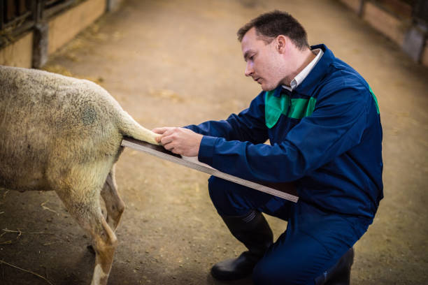 istock Veterinarian examining sheep in barn 937254088