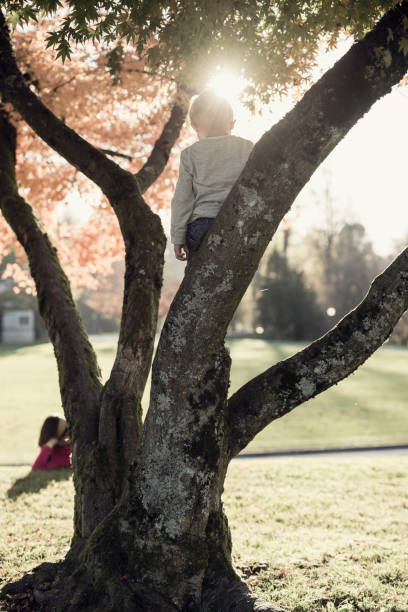 istock Young boy climbing an autumn tree with a bright sun flare over his hea 937260738