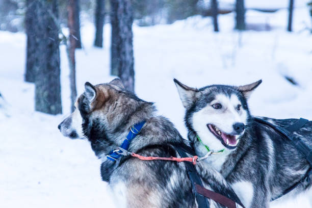 istock sledding huskies during a break from an expedition in the snow 937260862