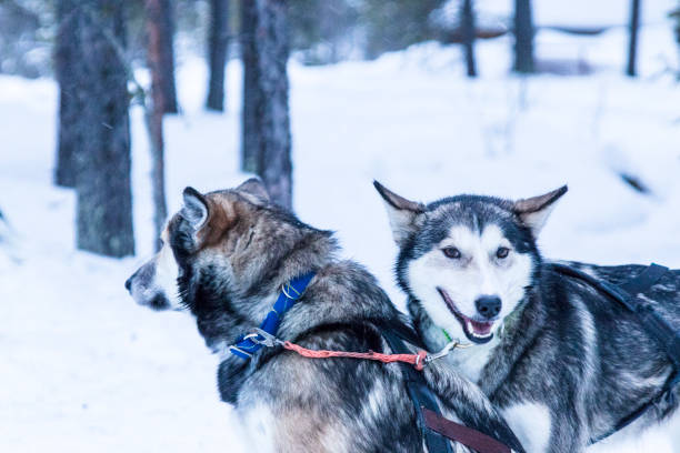 istock sledding huskies during a break from an expedition in the snow 937260936