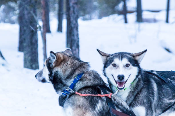 istock sledding huskies during a break from an expedition in the snow 937261010